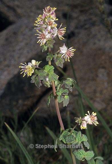 thalictrum sparsiflorum 1 graphic